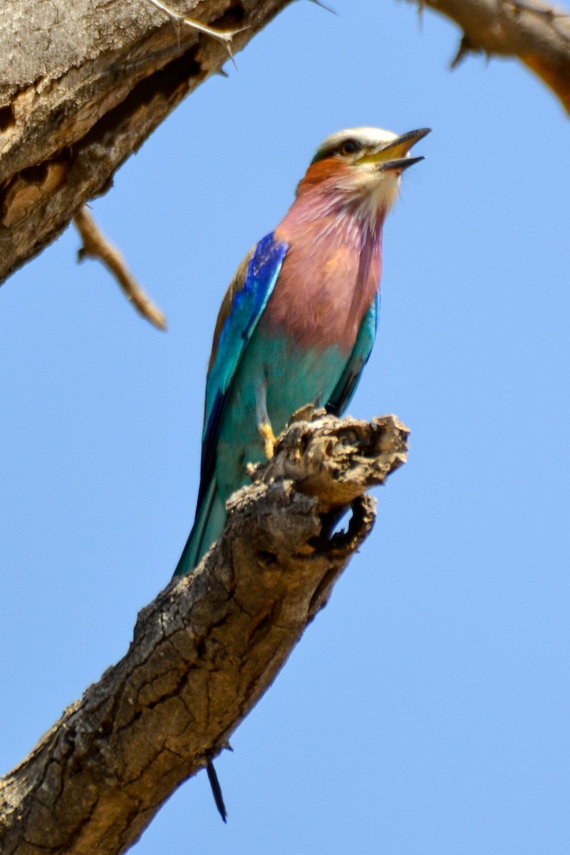 Lilac-breasted Roller - ML208028991