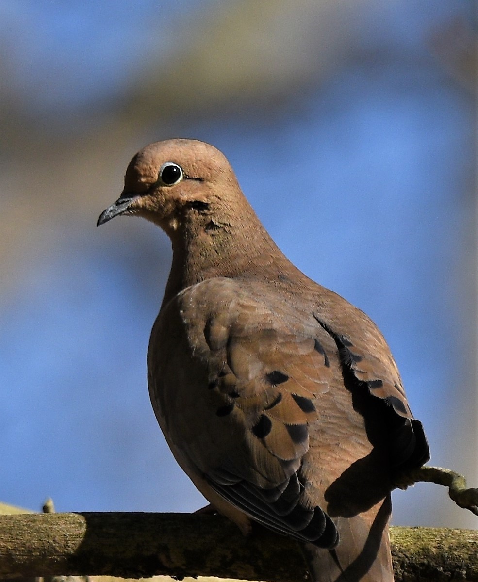 Mourning Dove - Peter Muir