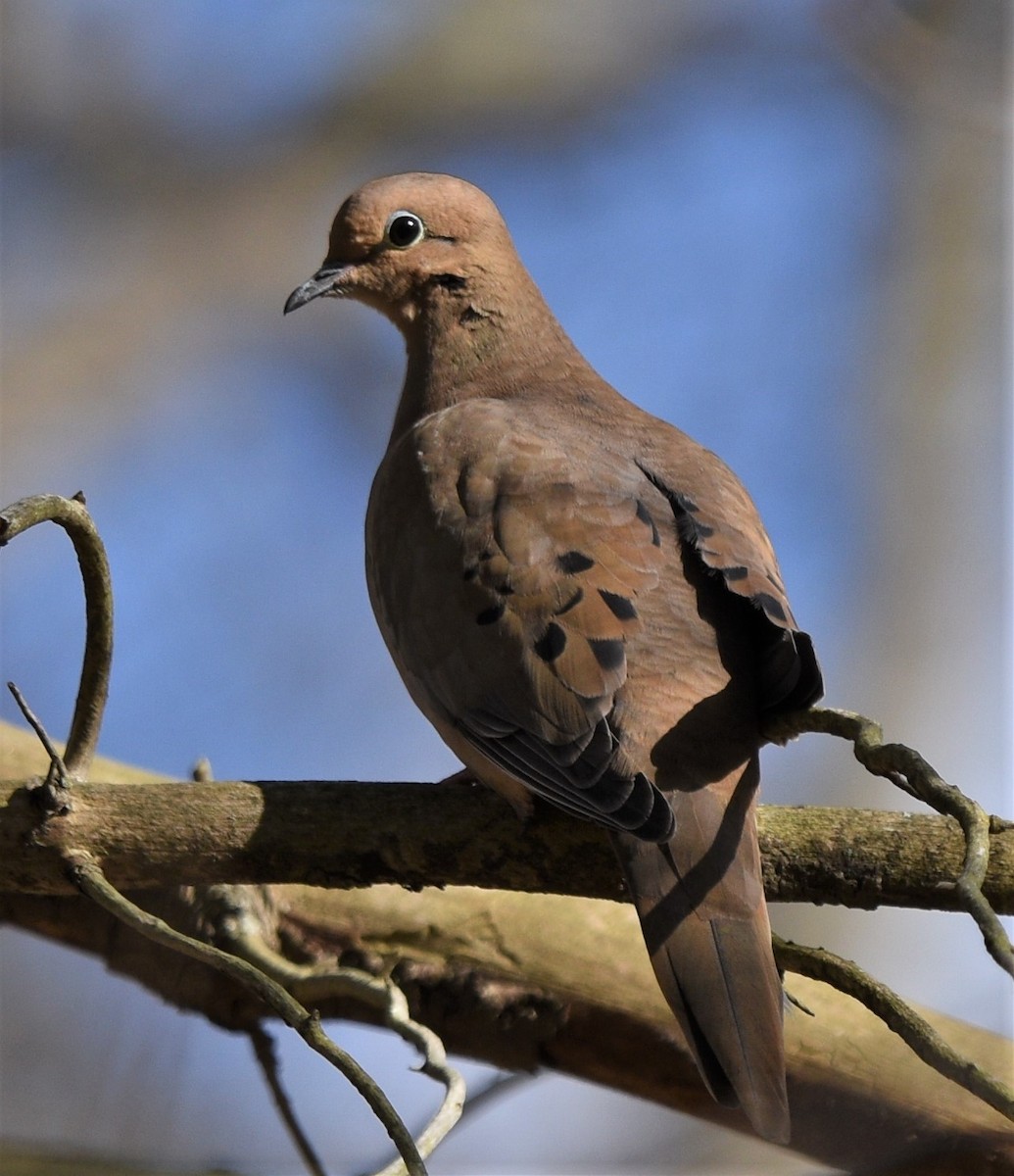 Mourning Dove - Peter Muir