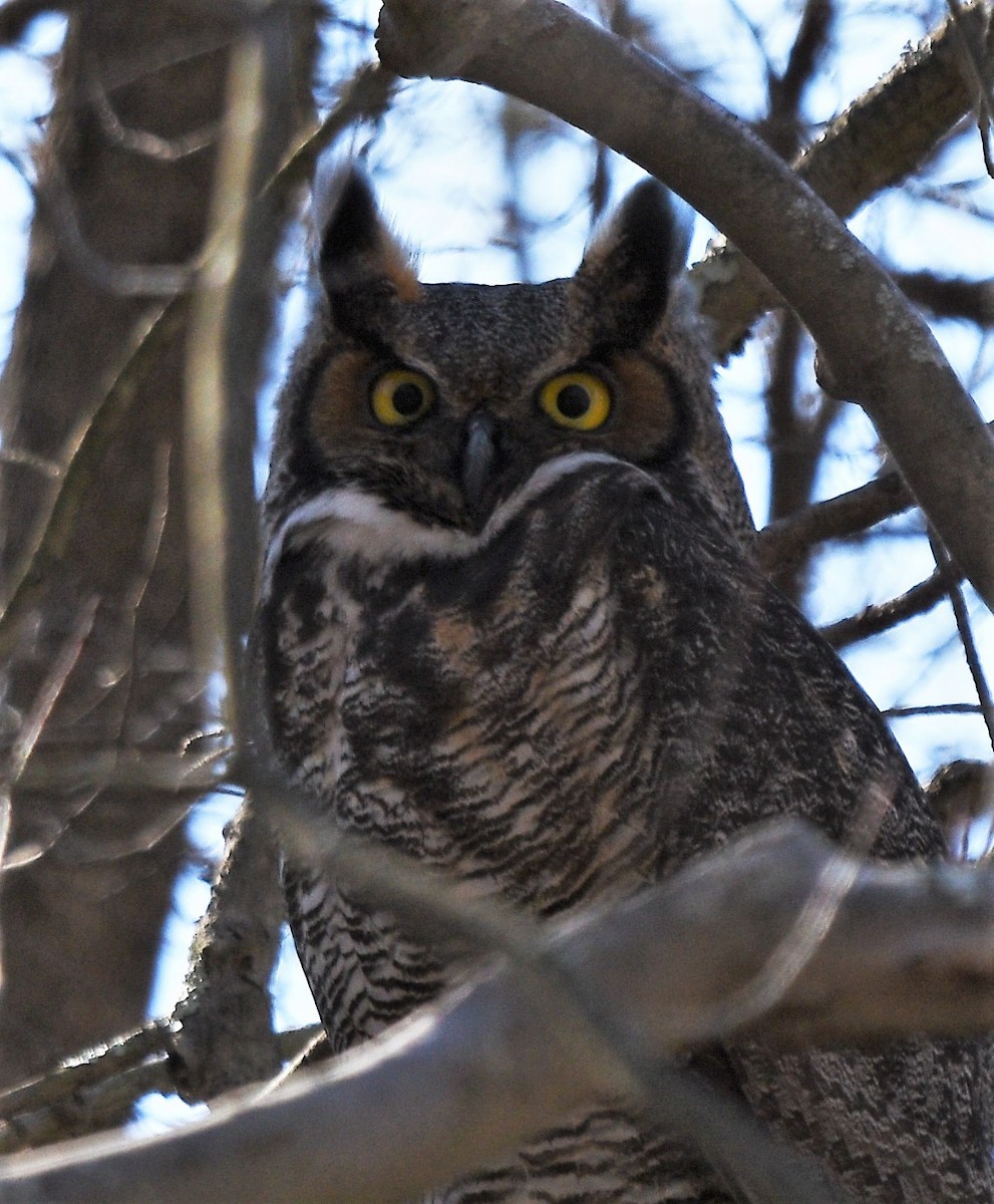 Great Horned Owl - ML208032051