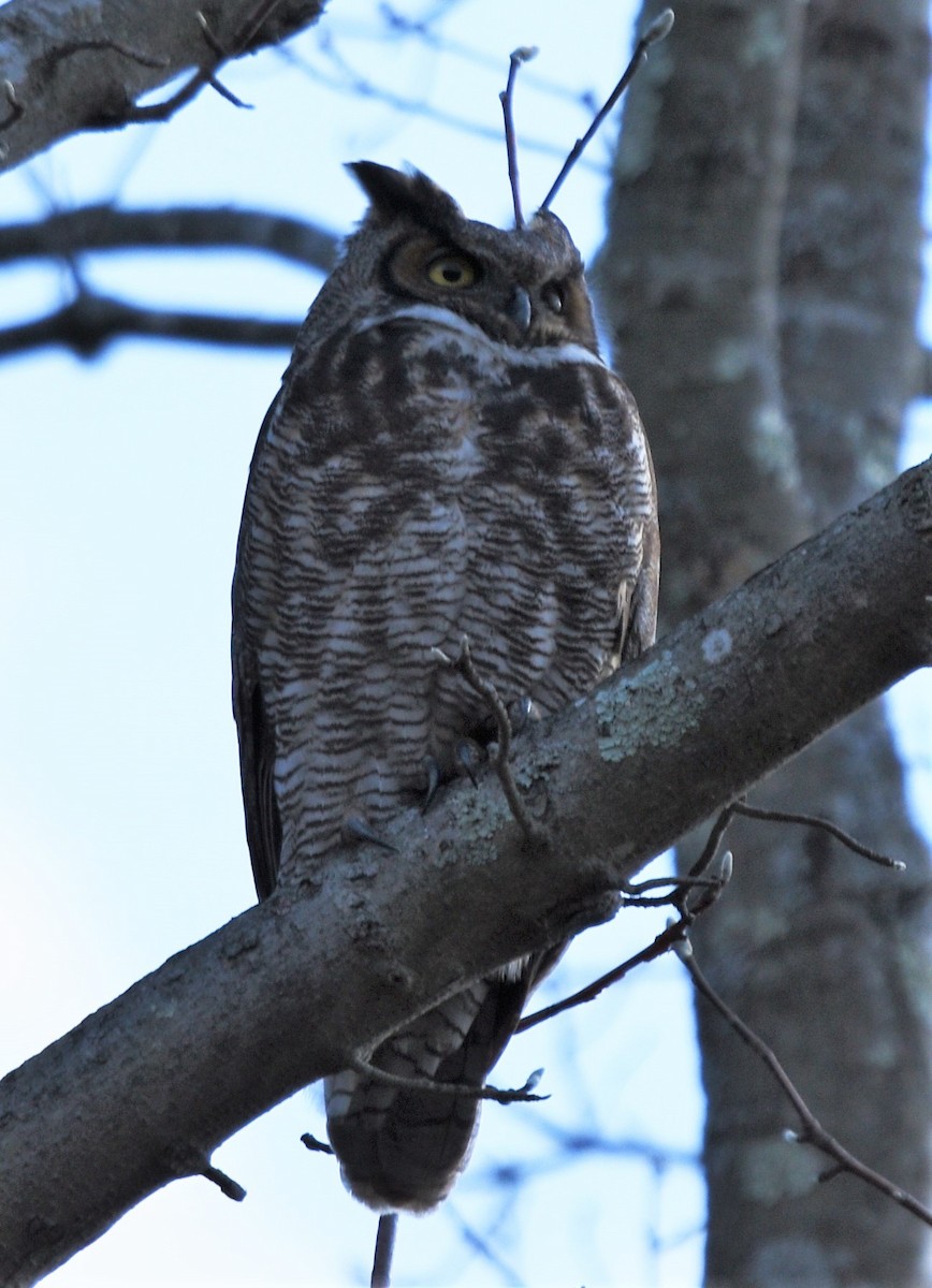 Great Horned Owl - ML208032091