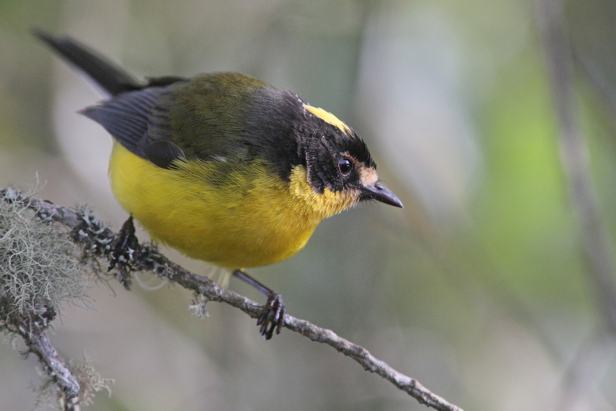 Yellow-crowned Redstart - Larry Therrien