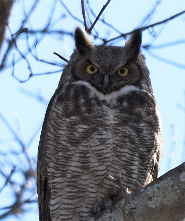 Great Horned Owl - ML208032201