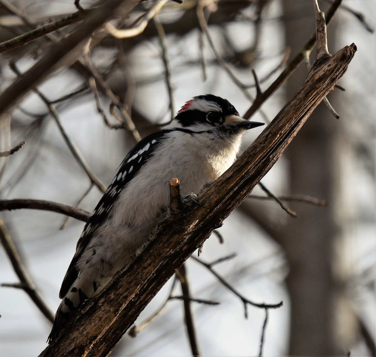 Downy/Hairy Woodpecker - Peter Muir