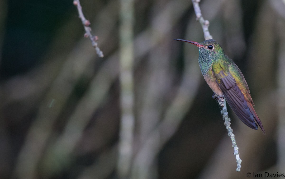 kolibřík yukatanský - ML20803381