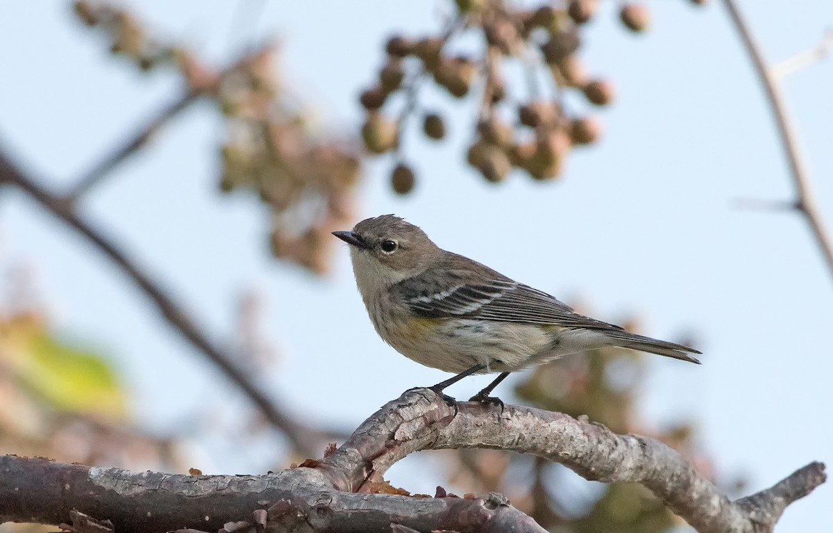 Yellow-rumped Warbler - Denny Swaby