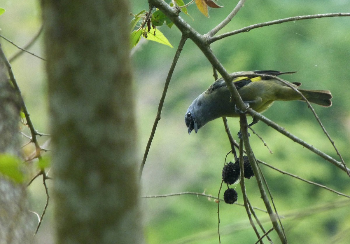 Yellow-winged Tanager - Floyd Schrock