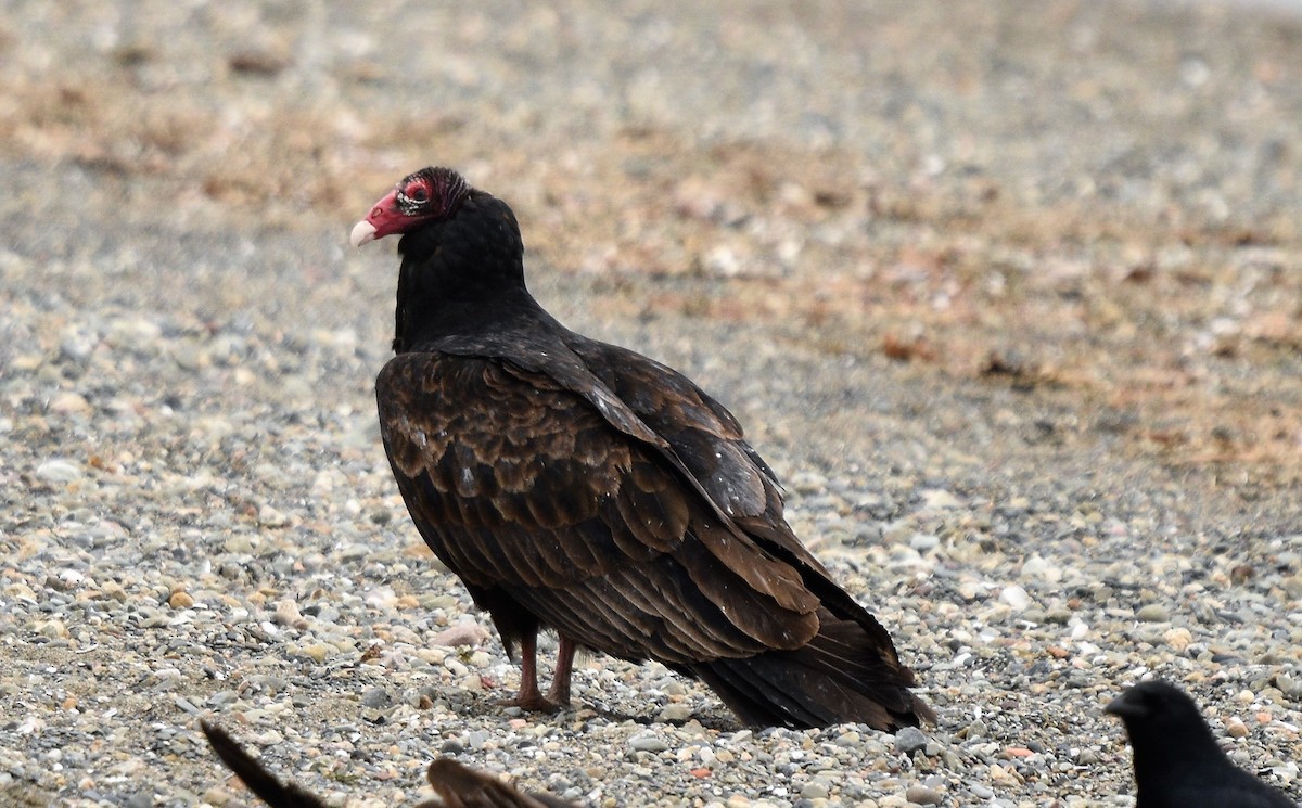 Turkey Vulture - Peter Muir