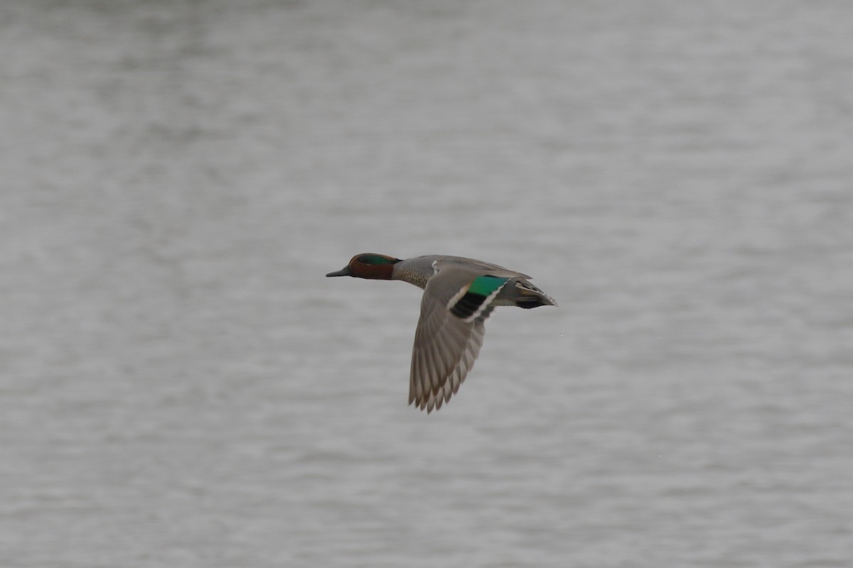 Green-winged Teal - ML208042371