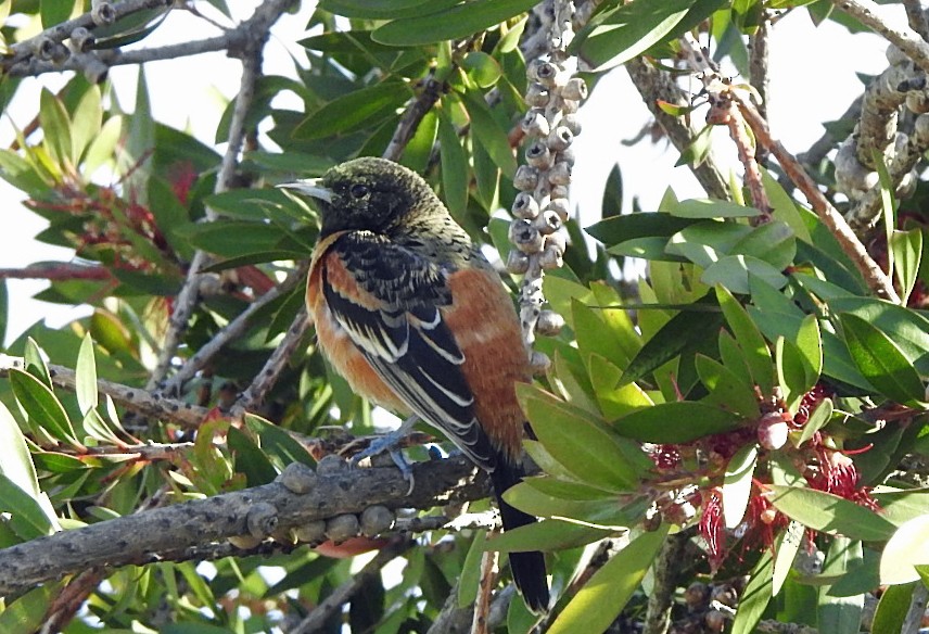 Orchard Oriole - ML208042831