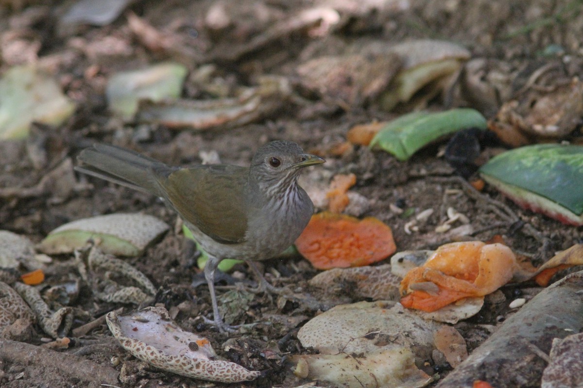 Pale-breasted Thrush - ML208043881