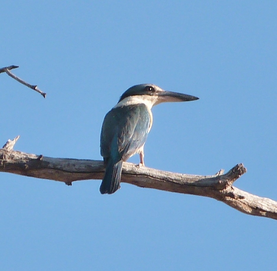 Sacred Kingfisher (Australasian) - Katherine Clark