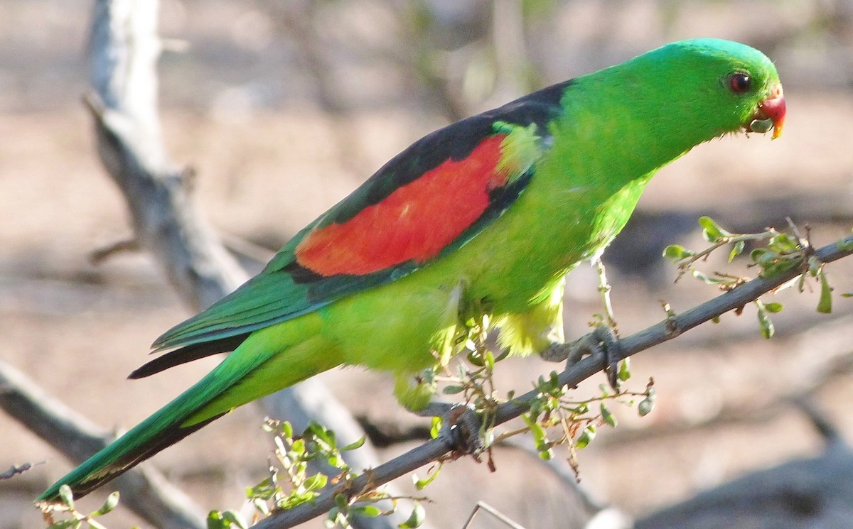 Red-winged Parrot - Katherine Clark