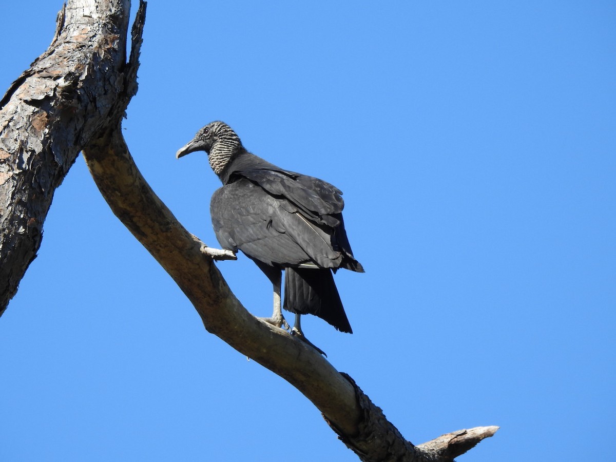 Black Vulture - Kathy Duncan