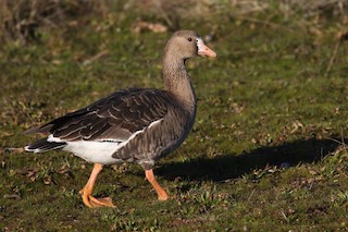 Greater White-fronted Goose (Western), ML208052661
