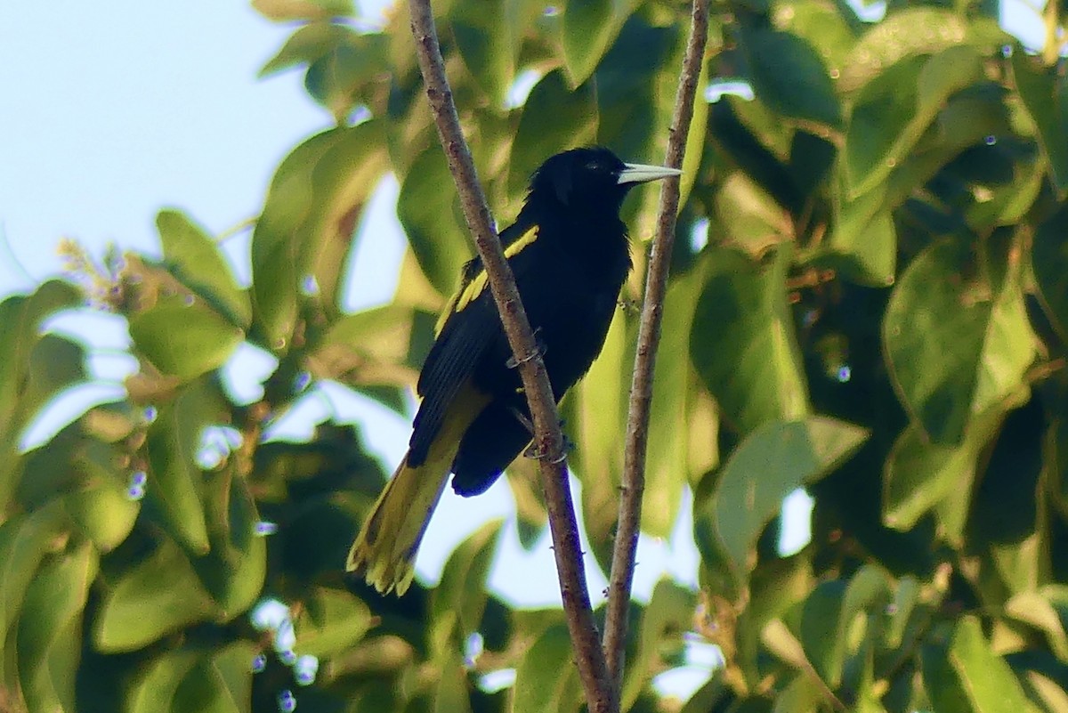 Yellow-winged Cacique - ML208054901