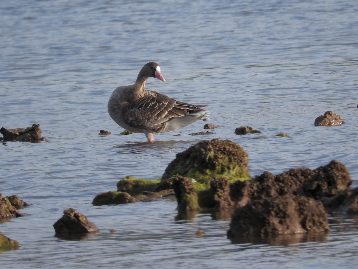 Greater White-fronted Goose - Mary Tannehill