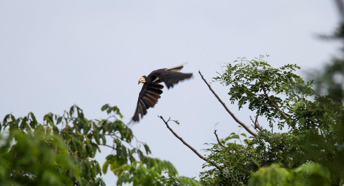 Crowned Hornbill - Pam Rasmussen