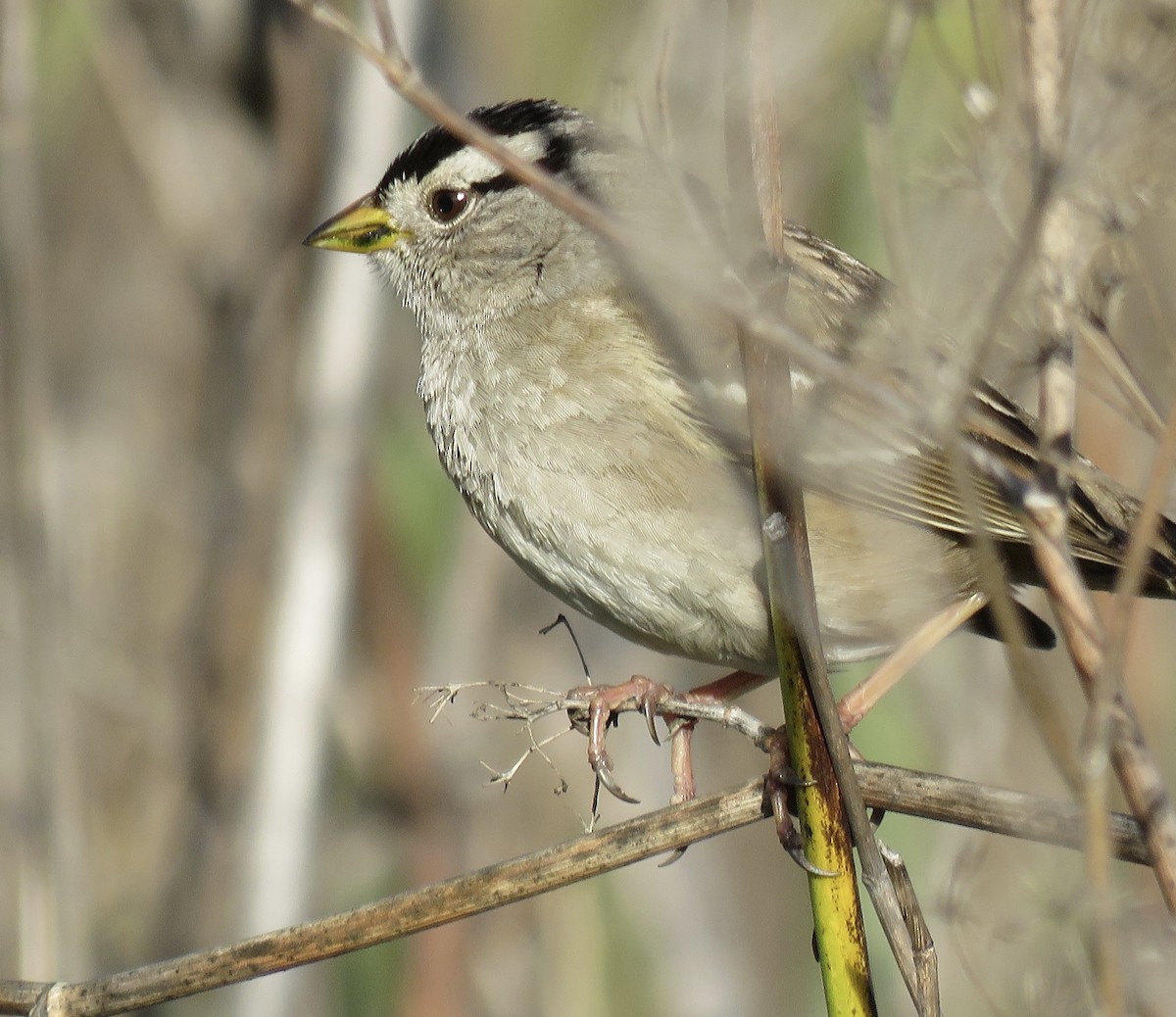 White-crowned Sparrow - ML208061171
