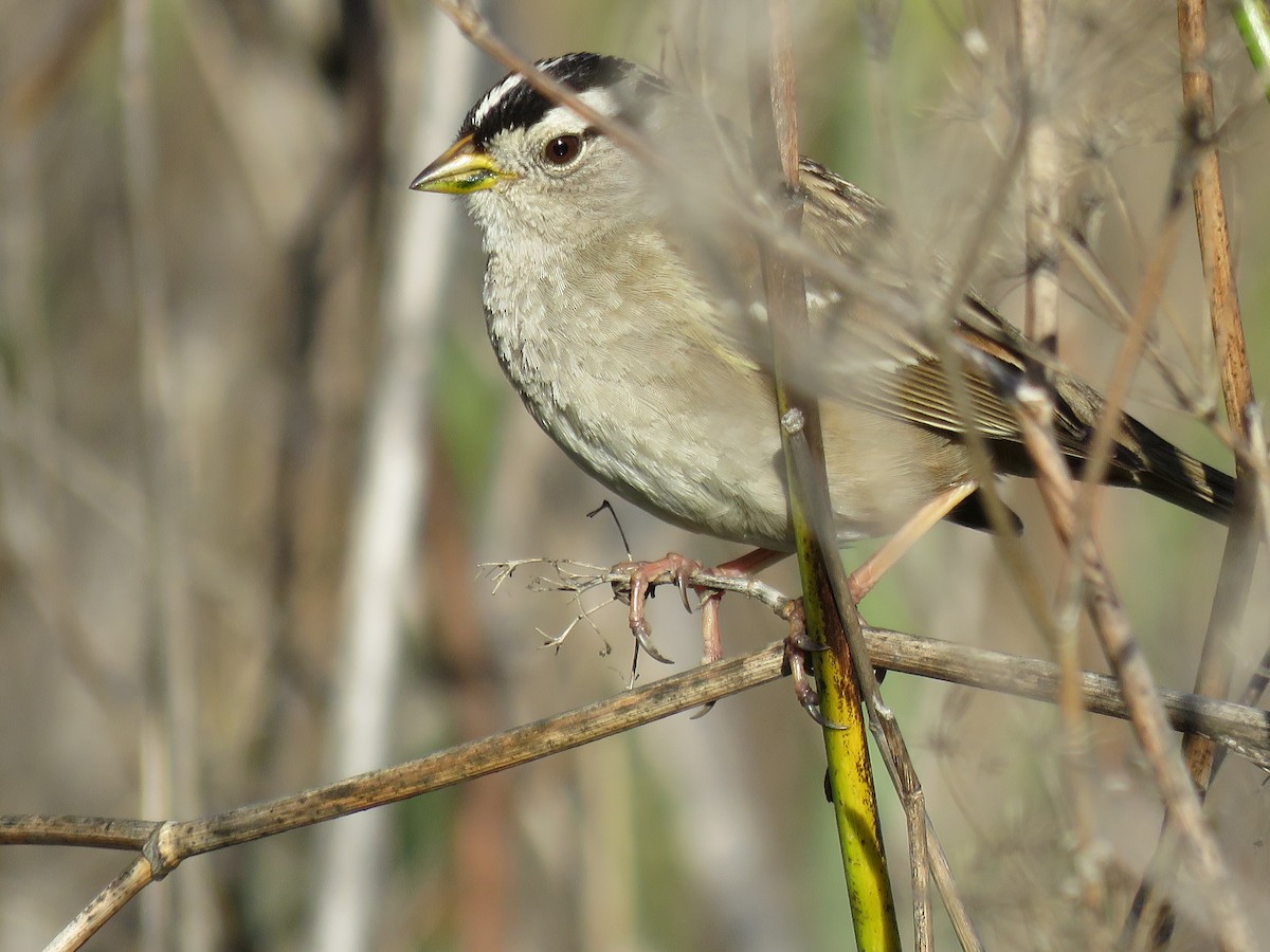 White-crowned Sparrow - ML208061181