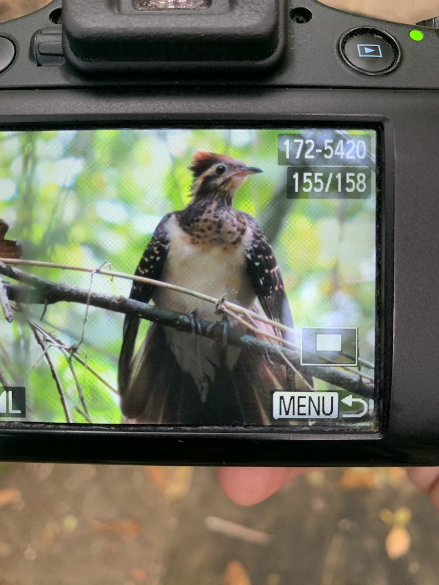 Pheasant Cuckoo - ML208063391