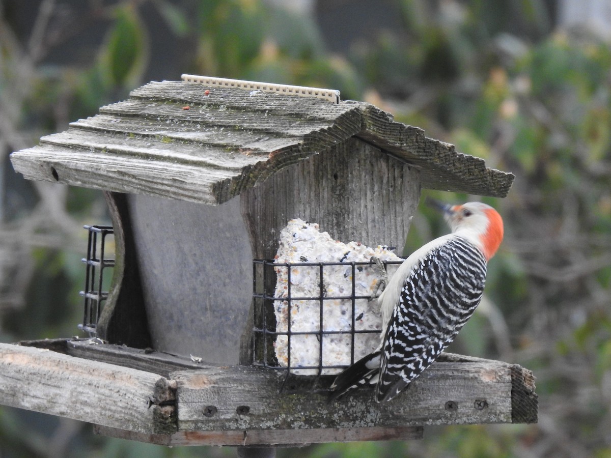 Red-bellied Woodpecker - ML208063451