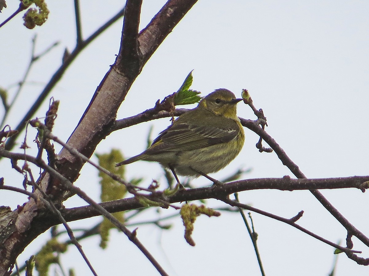 Cape May Warbler - ML208065371
