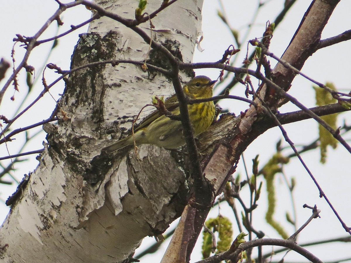 Cape May Warbler - ML208065381