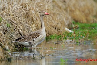 Graylag Goose, ML20806571