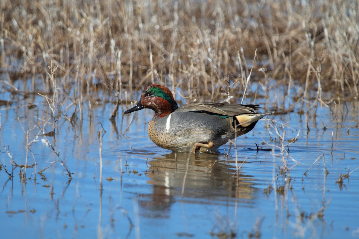 Green-winged Teal - ML208066391