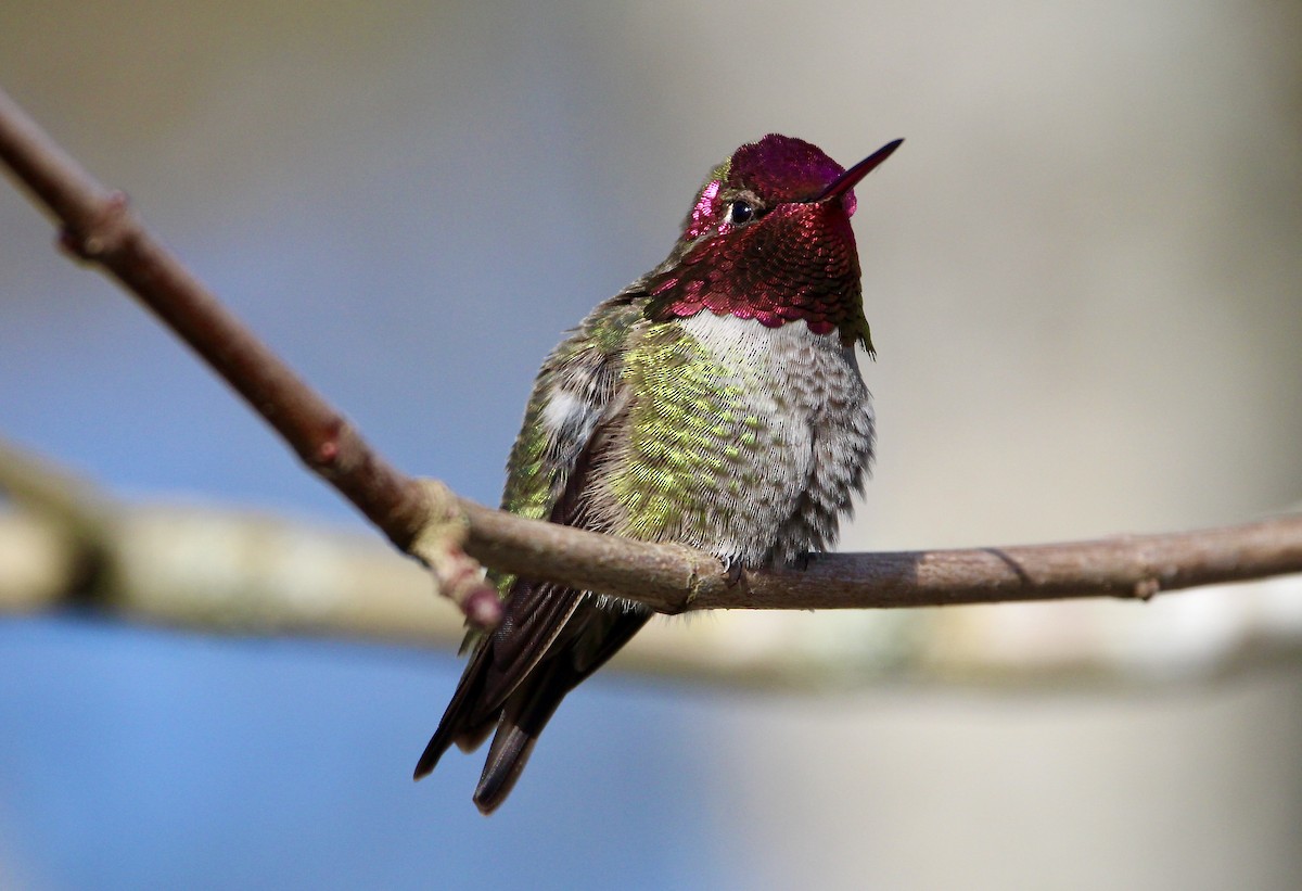 Anna's Hummingbird - ML208069081