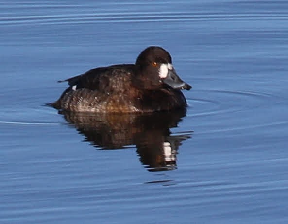 Greater Scaup - ML208074561