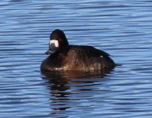 Greater Scaup - ML208074671