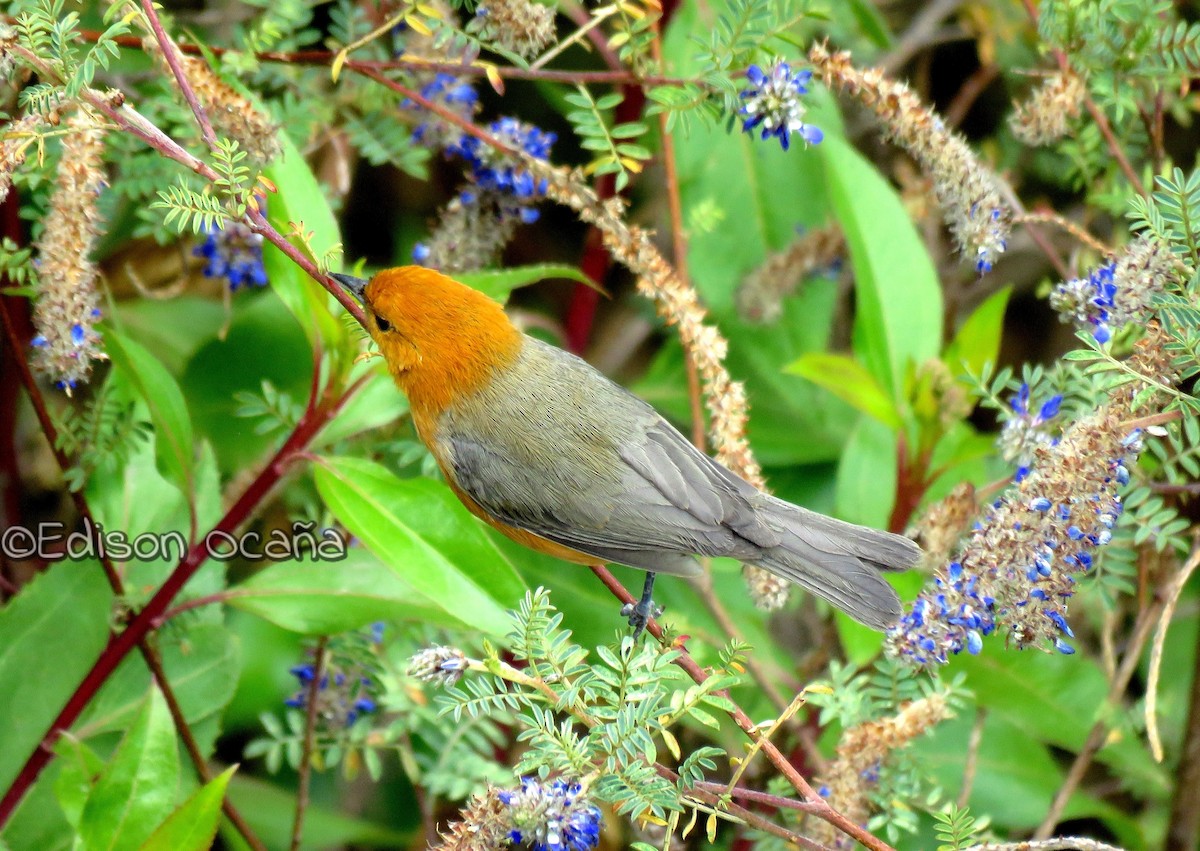 Rufous-chested Tanager - ML20807581