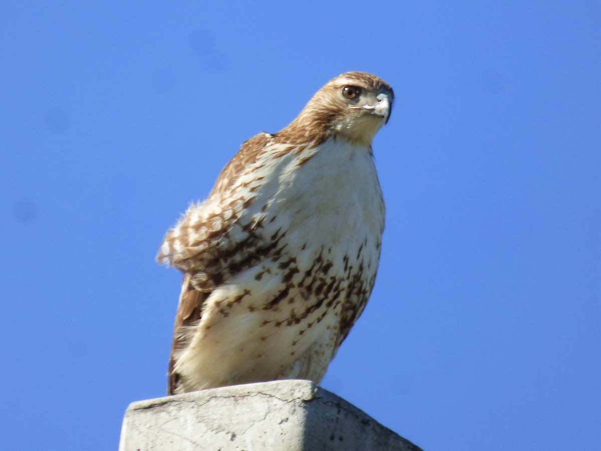 Red-tailed Hawk - ML208075971
