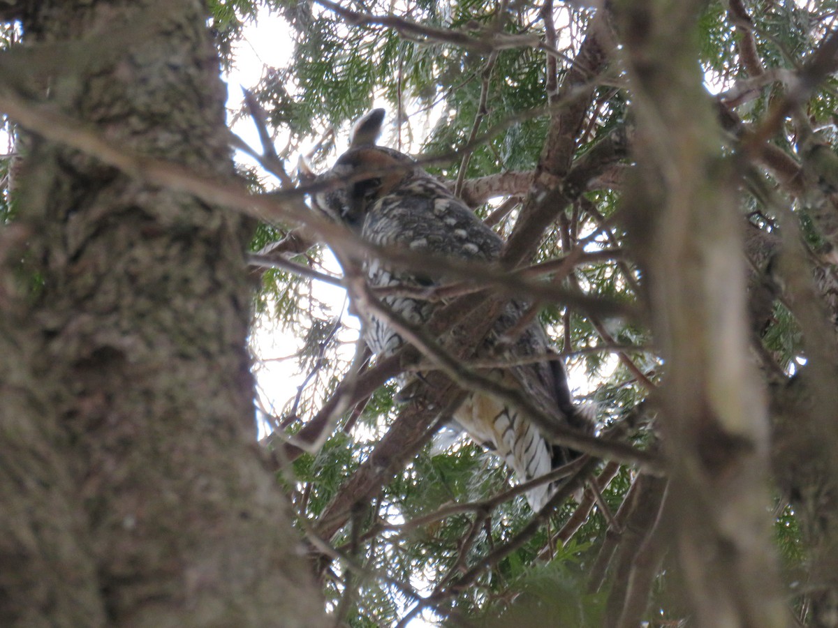 Long-eared Owl - ML208079861