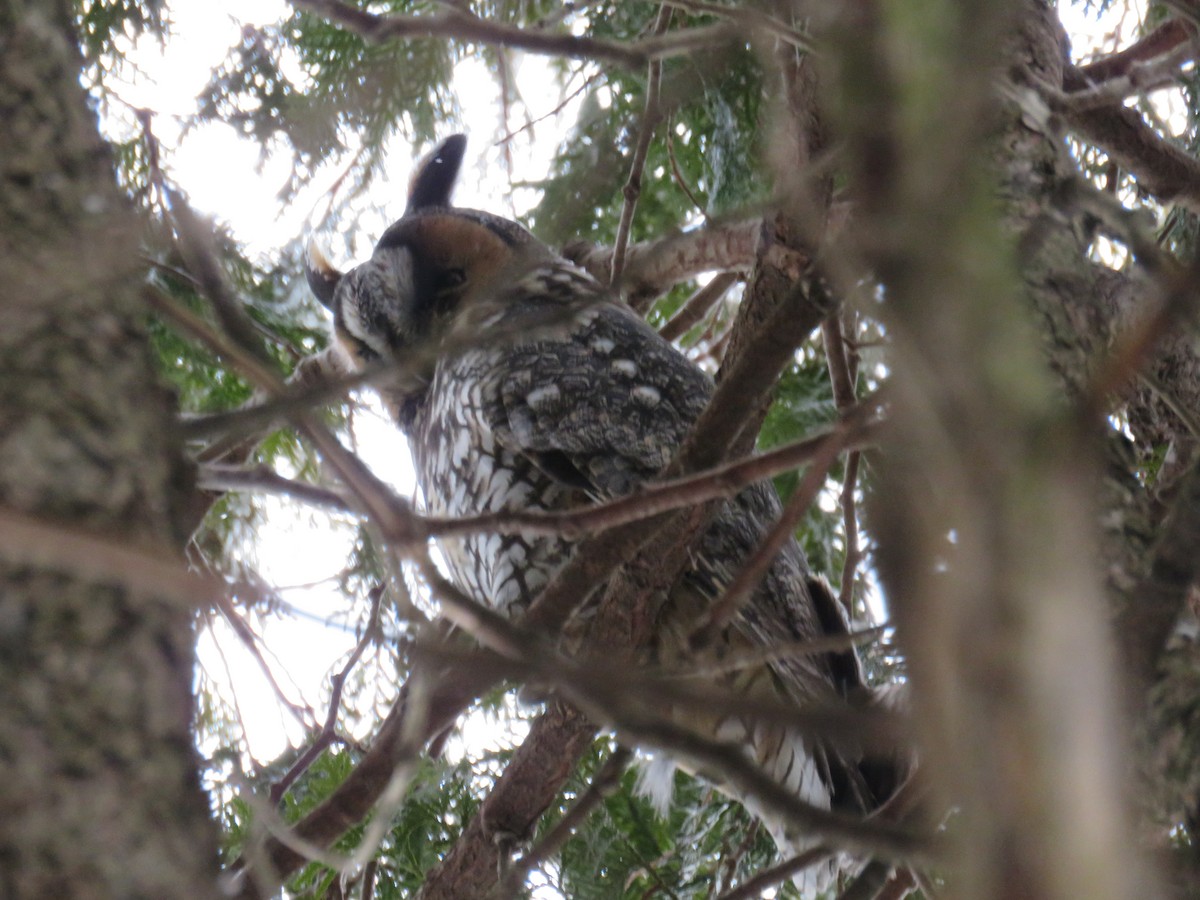 Long-eared Owl - ML208079921