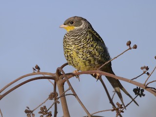  - Swallow-tailed Cotinga