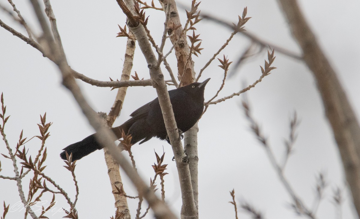 Great-tailed Grackle - ML208082831