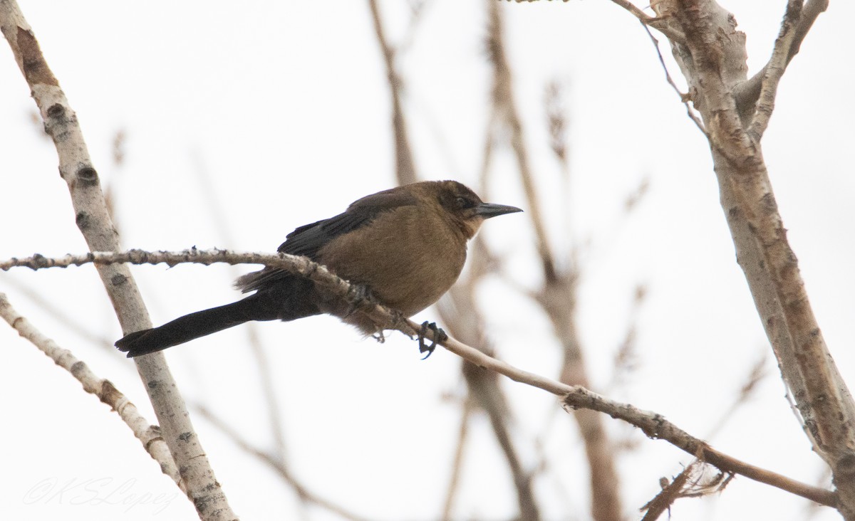 Great-tailed Grackle - ML208082851