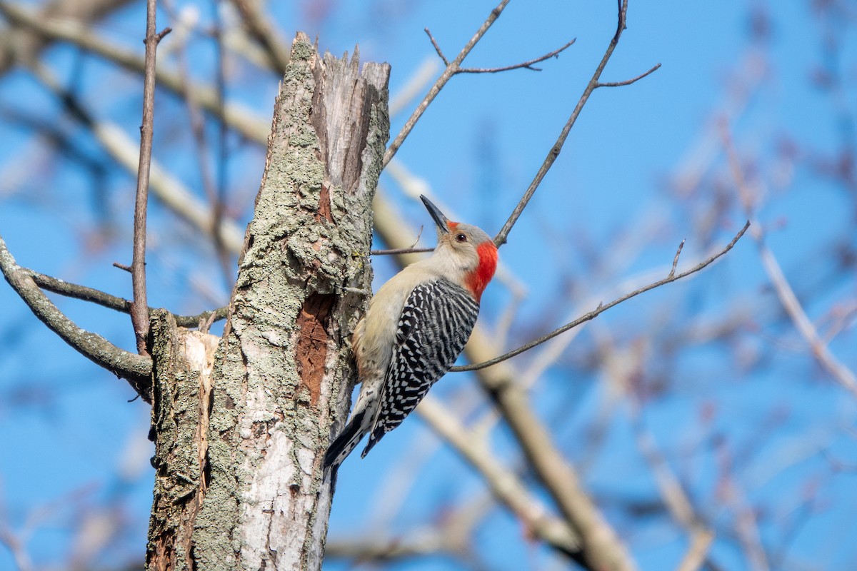 Red-bellied Woodpecker - Russell Ryan