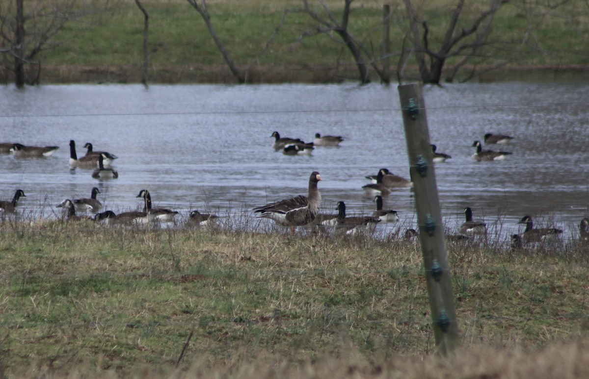 Greater White-fronted Goose - ML208084681