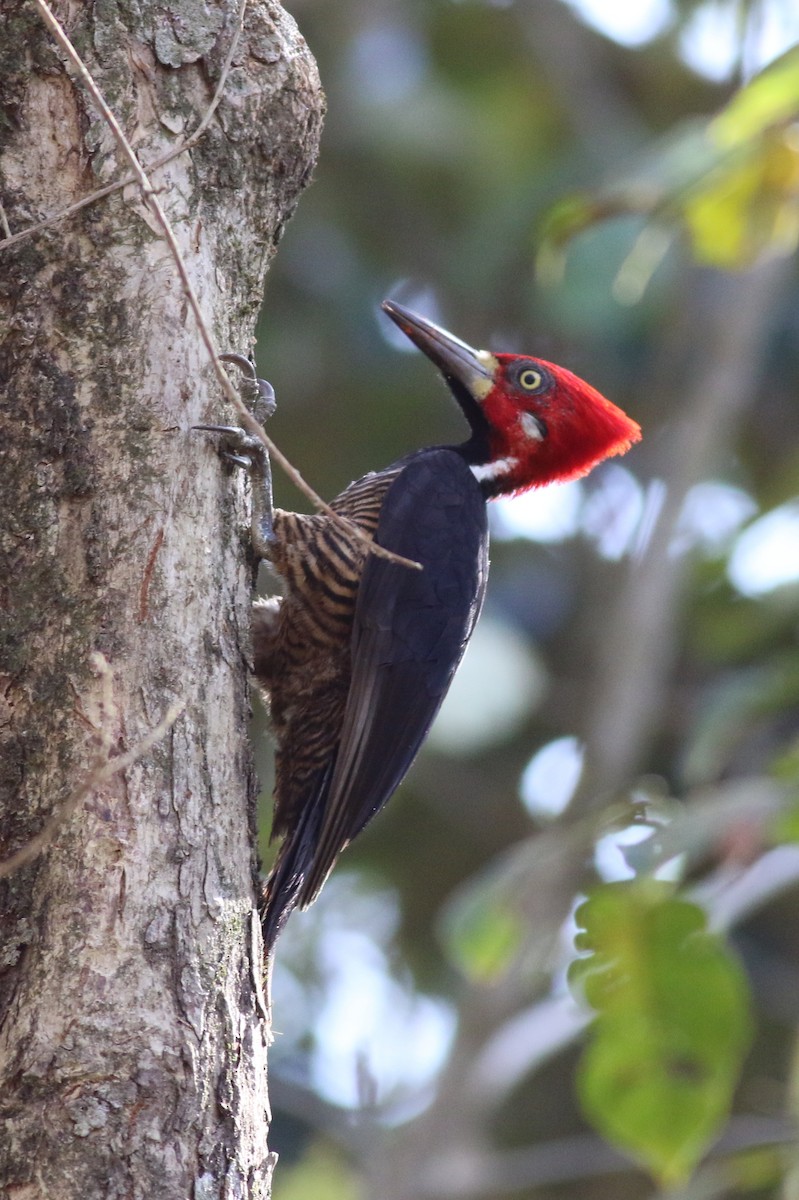 Crimson-crested Woodpecker - george parker