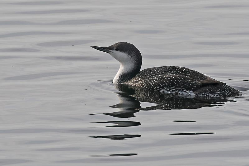 Red-throated Loon - ML208089391