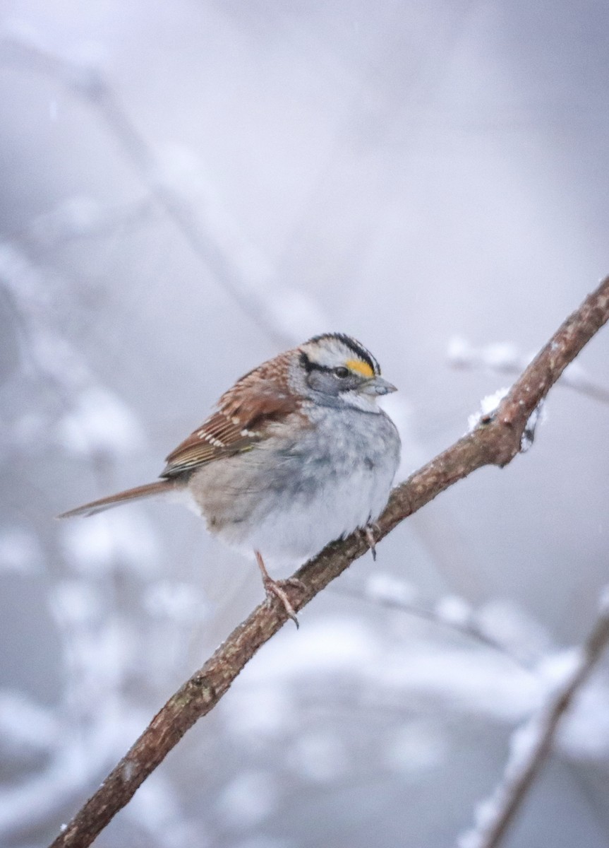White-throated Sparrow - ML208091511