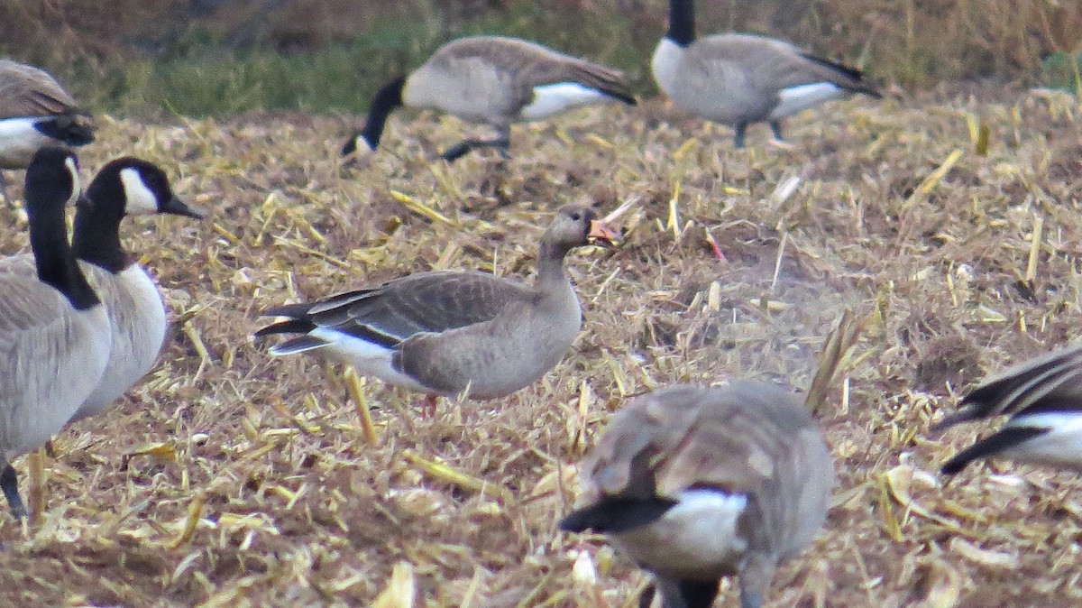 Greater White-fronted Goose - ML20809331