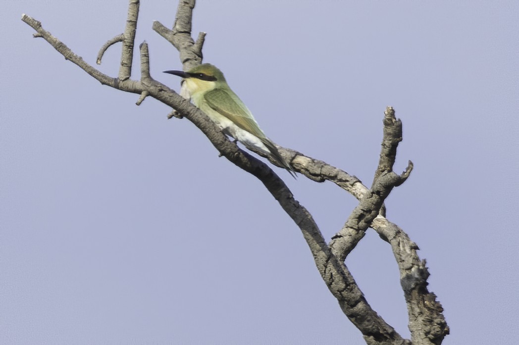 Rainbow Bee-eater - ML208093841