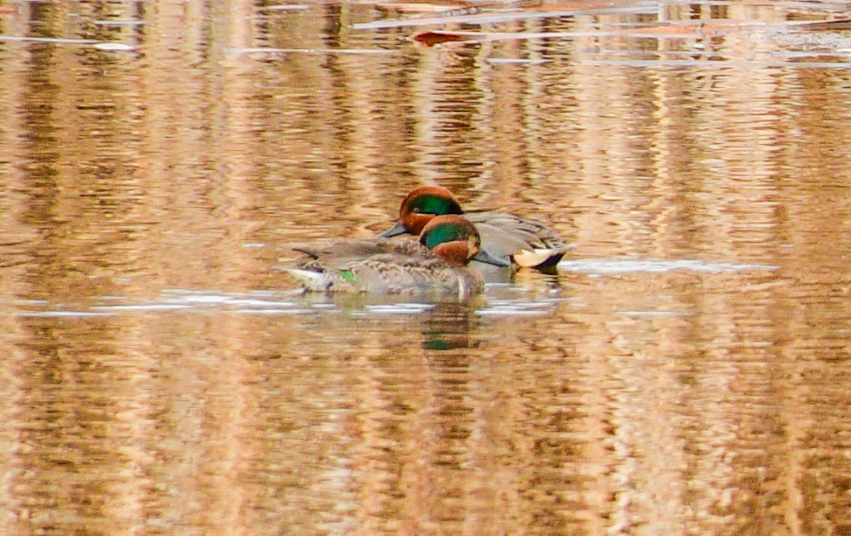 Green-winged Teal - ML208095631