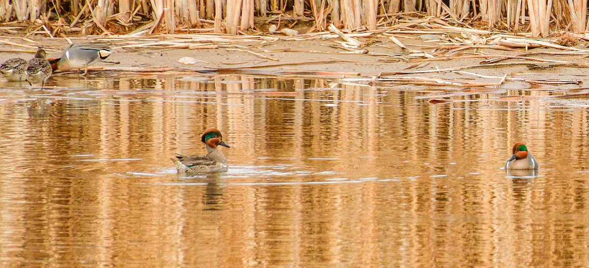 Green-winged Teal - ML208095651