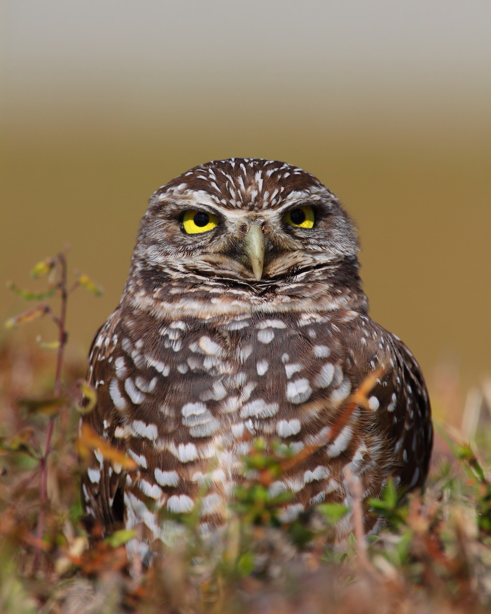 Burrowing Owl - ML208096301